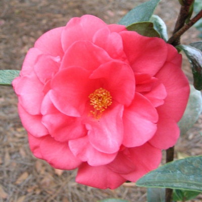 Wenqing's Summer Dream